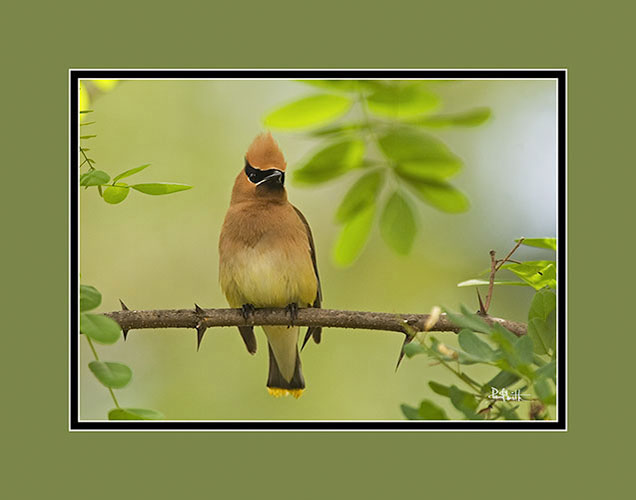 Cedar Waxwing